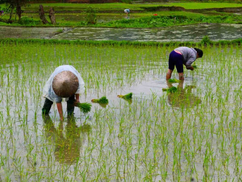 riz-1024x768 Agriculture : La BAD accorde 102 millions $ pour les agriculteurs de Guinée, du Sénégal...