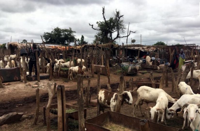 marche-a-betail Mali : le chef d'un marché à bétail enlevé par la Sécurité d'État en plein mouvement de grève