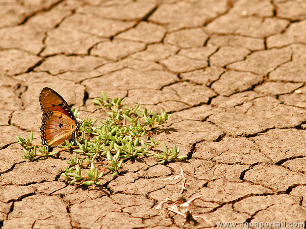 desertification-1024x768 COP16 désertification : l'Afrique en première ligne face à la sécheresse