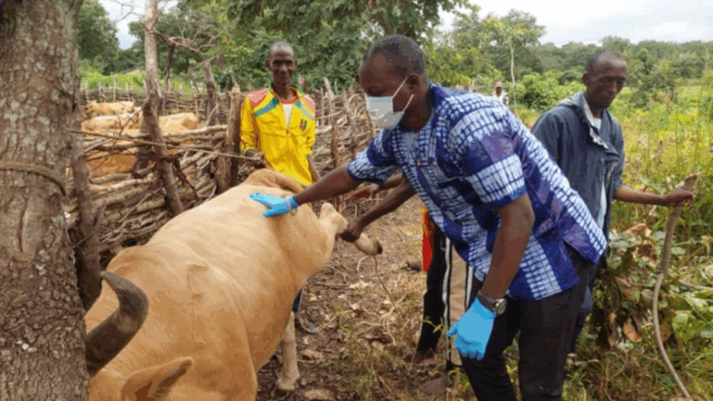 image-42-1024x576 Dabola : la campagne contre la Péripneumonie Contagieuse Bovine lancée à Bissikirima