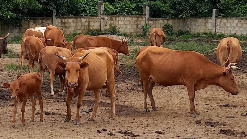 image-102 Koundara : plusieurs bœufs foudroyés dans un pâturage à Kiffaya