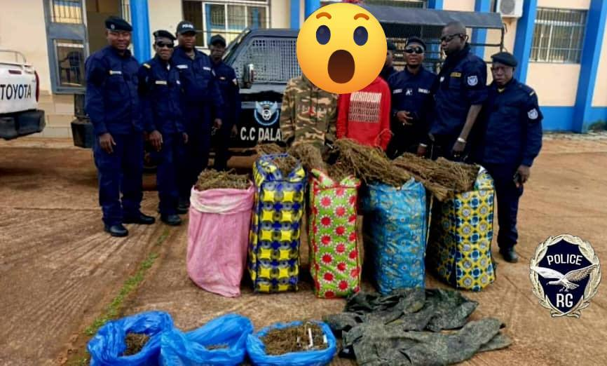 image-78 Dalaba : saisie d’une importante quantité de chanvre indien à Hérémakonon