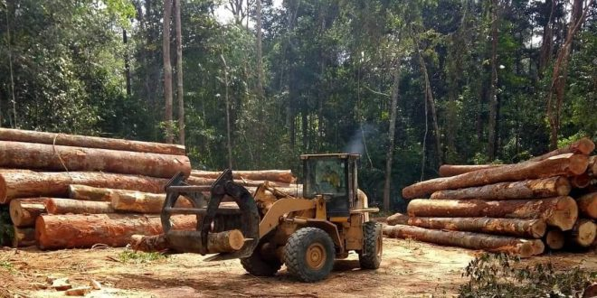image-17 Guinée : « les opérations de coupe et de transport de bois sont officiellement ouvertes et autorisées »