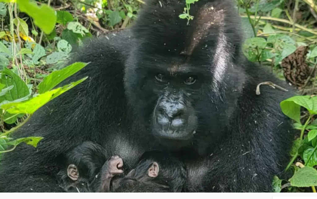 image-28-1024x644 RDC : naissance exceptionnelle de jumeaux gorilles dans le parc national des Virunga