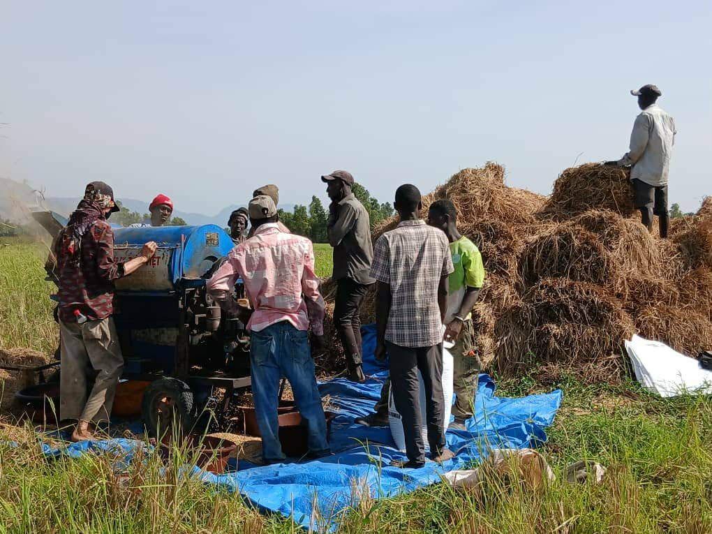 image-119 Dubréka : les riziculteurs de Ouassou lancent un cri d’alarme face à la chute des rendements