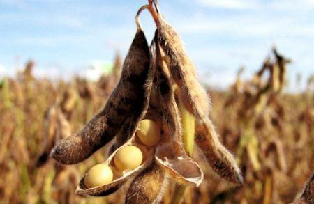 image-155 Agriculture biologique : l’Afrique voit ses superficies reculer pour la 1ère fois en dix ans