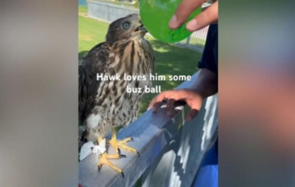 image-170-1024x650 Californie : 45 jours de prison pour avoir donné une gorgée d'alcool à un oiseau