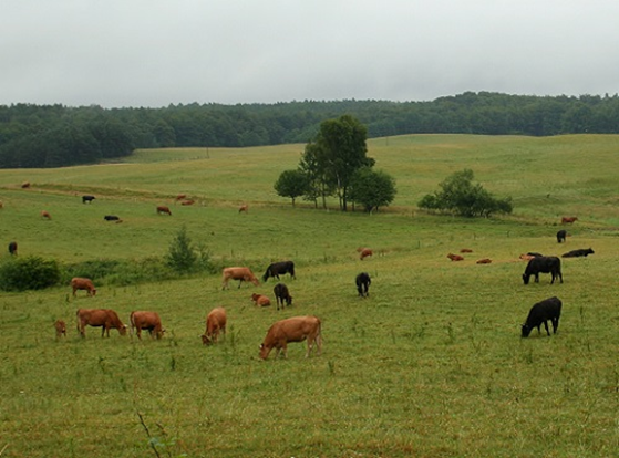 image-181 Changement climatique : l’Afrique risque de perdre jusqu’à 65 % de pâturages d’ici 2100
