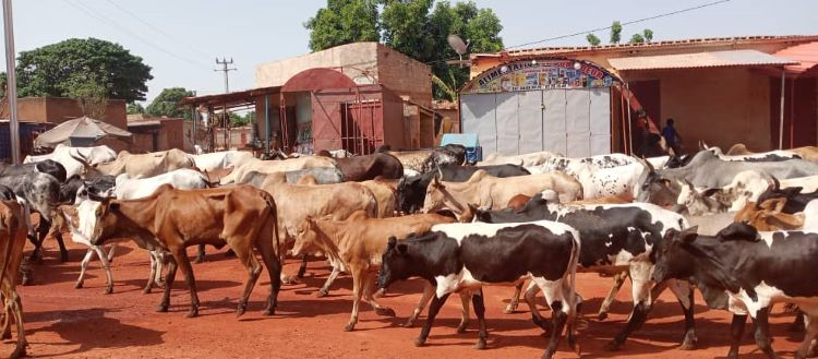 image-182 Changement climatique : l’Afrique risque de perdre jusqu’à 65 % de pâturages d’ici 2100