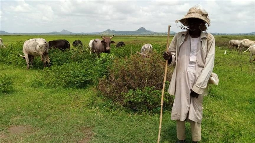 image-184 Changement climatique : l’Afrique risque de perdre jusqu’à 65 % de pâturages d’ici 2100
