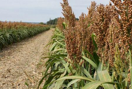 image-29 Sorgho : les 5 principaux pays producteurs de la céréale en Afrique