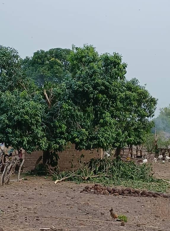 banora Dinguiraye : une tornade dévaste Boubéré, plus de 130 habitations réduites en ruines