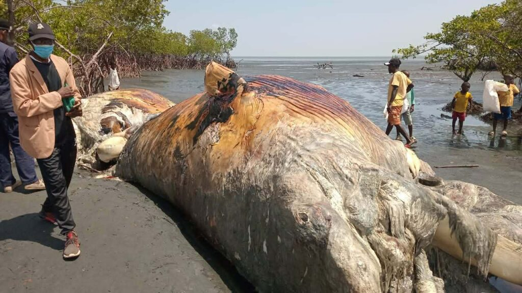 image-121 Forécariah : une baleine en décomposition échoue à Benty, les autorités en alerte