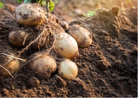 image-11 Les 6 principaux producteurs de pommes de terre en Afrique