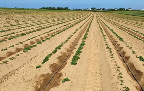 image-14 Les 6 principaux producteurs de pommes de terre en Afrique