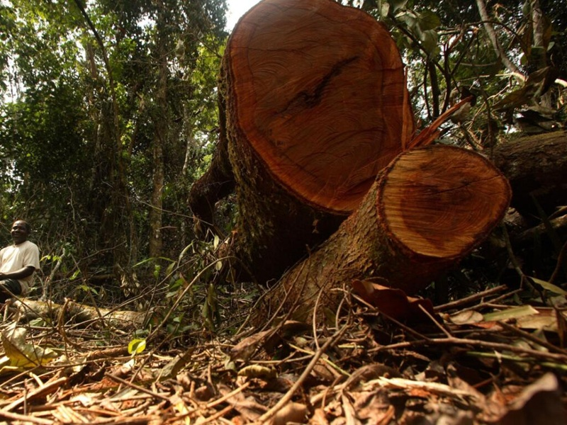 image-63 Kindia : la déforestation s’accélère à Bangouya