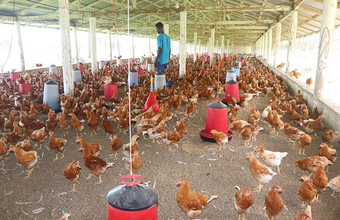 image-64 Guinée-Côte d’Ivoire : l'essor de l'aviculture attise l'intérêt des exportateurs américains de maïs