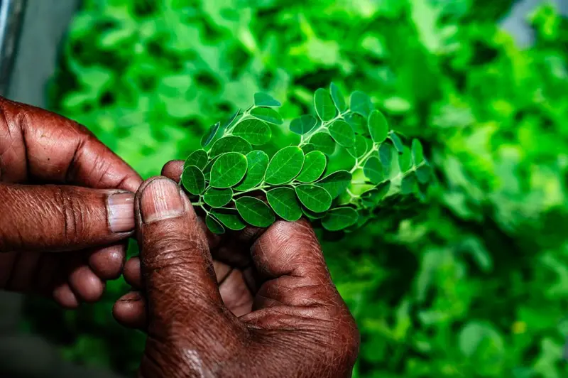 image-141 Cinq (5) aliments africains que la science considère comme excellents pour la santé