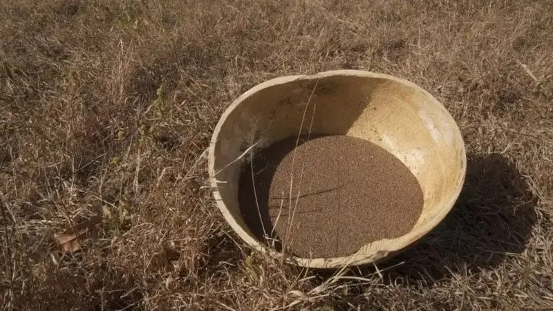 image-142 Cinq (5) aliments africains que la science considère comme excellents pour la santé