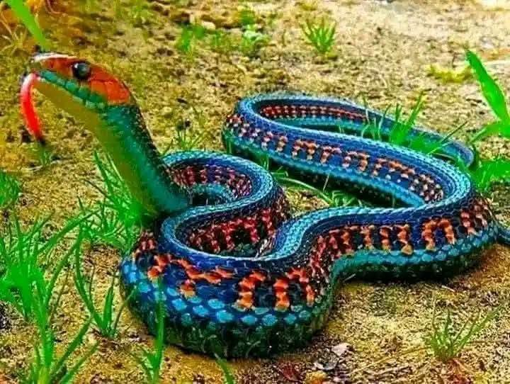 image-28 Hôpital de Dabola : un bouvier succombe à une morsure de serpent