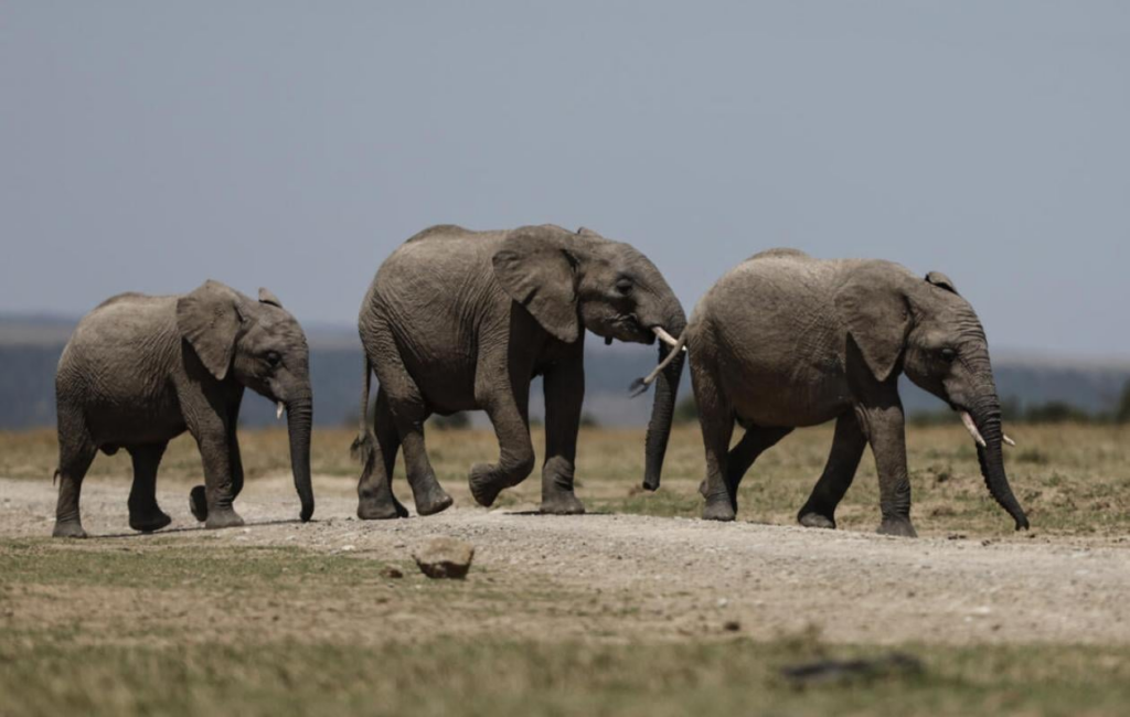 image-49-1024x650 Maladie, poison ? Dans le sud du Kenya, un mal mystérieux continue de tuer des éléphants