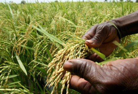 image Riz : face à une demande croissante, l’Afrique mise sur la recherche et l’innovation