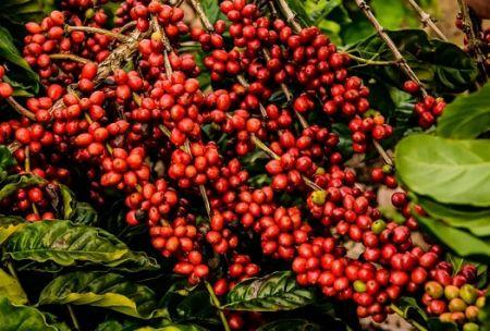 image-16 Une nouvelle étude jette le doute sur la résilience du café robusta face au changement climatique