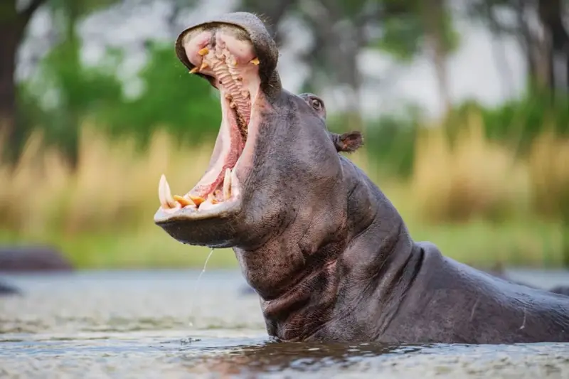 image-32 Les 10 créatures les plus dangereuses au monde