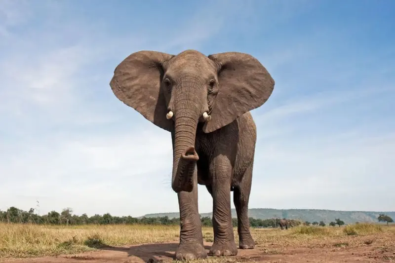image-34 Les 10 créatures les plus dangereuses au monde