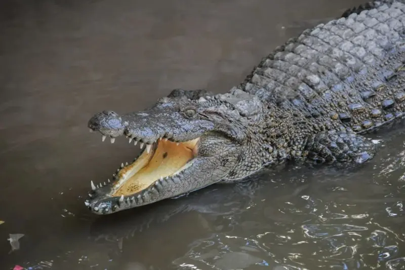 image-35 Les 10 créatures les plus dangereuses au monde