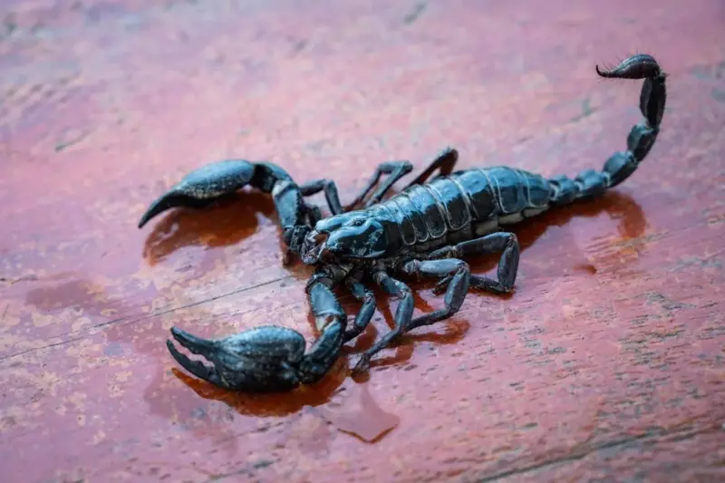 image-36 Les 10 créatures les plus dangereuses au monde