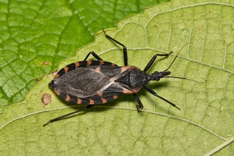 image-37 Les 10 créatures les plus dangereuses au monde