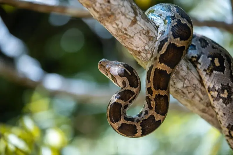 image-39 Les 10 créatures les plus dangereuses au monde