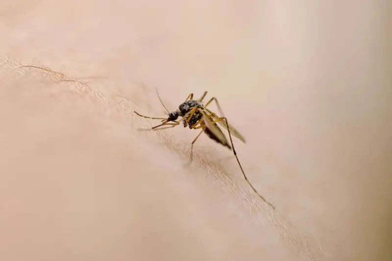 image-41 Les 10 créatures les plus dangereuses au monde