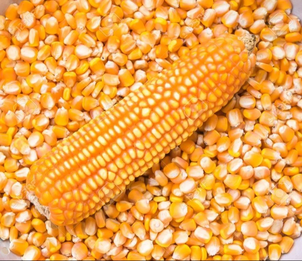 image-44 On ne peut plus parler de sécurité alimentaire sans évoquer les semences de maïs hybride