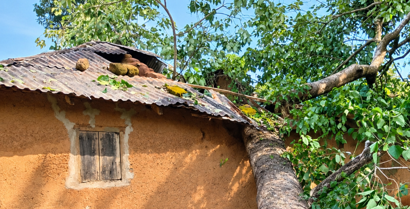 image-87 Kissidougou : cinq blessés après la chute d’un arbre sur une habitation