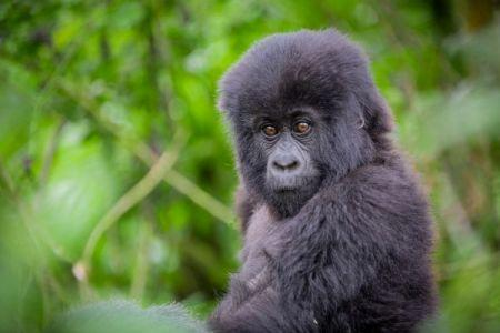 image-95 En Afrique, les populations d’animaux sauvages ont diminué de 80 % depuis 1970 (WWF)